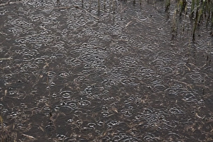 Shower Prints: Rain droplets on water