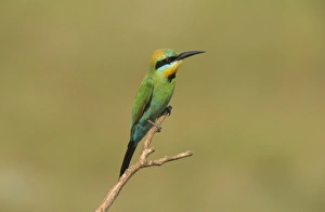 Bee Eaters Prints: Rainbow Bee-eater (Merops ornatus) adult, perched on twig, Australia