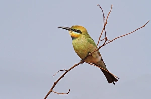 Bee Eaters Prints: Rainbow Bee-eater (Merops ornatus) adult female