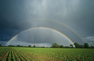 Rain Bow Prints: Rainbow Double Rainbow over sugar beet field