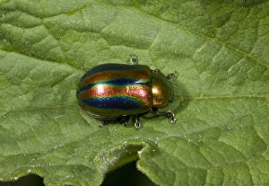 Pyrenean Prints: Rainbow Leaf Beetle (Chrysolina cerealis) adult