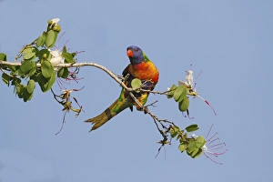 Rainbow Lorikeet (Trichoglossus haematodus) adult, foraging on flowering tree branch, Hervey Bay, Queensland