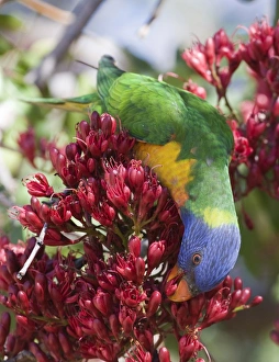 Parrot Prints: Rainbow Lorikeet (Trichoglossus haematodus) adult