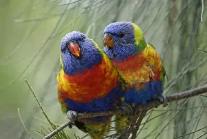 Anniversary Prints: Rainbow Lorikeet (Trichoglossus haematodus) Pair - Australia