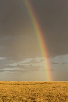 Grasslands Prints: Rainbow over savannah habitat in evening sunlight