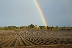 Furrows Prints: Rainbow over trees and arable field with furrows