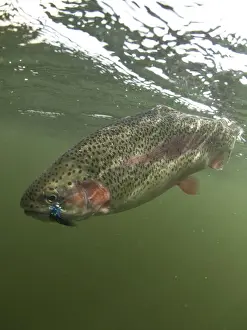 Rainbow Trout (Oncorhynchus mykiss) introduced species, adult, with artificial fishing fly in mouth