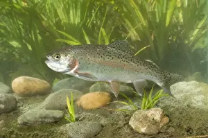 Trout Prints: Rainbow Trout (Oncorhynchus mykiss) introduced species, adult, swimming, Sussex, England