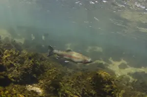 Rainbow Trout (Oncorhynchus mykiss) introduced species, adult, swimming in river habitat, River Derwent, Peak District