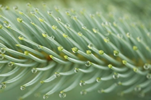 Details Prints: Raindrops, water droplets on conifer needles, Sweden