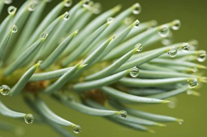 Raindrops, water droplets on conifer needles, Sweden