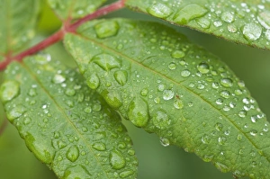 Details Prints: Raindrops, water droplets on leaves, Sweden