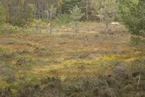 Raised Prints: Raised bog habitat with Scots Pine (Pinus sylvestris) trees between eskers