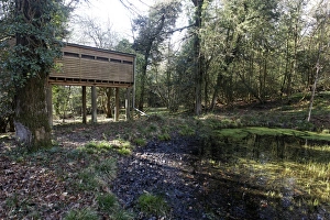Raised Prints: Raised hide at edge of pond in deciduous woodland
