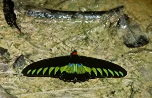 Aanimal Prints: Rajah Brooke's Birdwing Butterfly (Troides brookiana) Male drinking