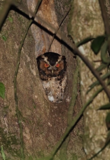 Owls Prints: Rajah Scops-owl (Otus brookii solokensis) adult