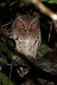 Owls Prints: Rajah Scops-owl (Otus brookii solokensis) juvenile, perched on branch, Kerinci Seblat N. P