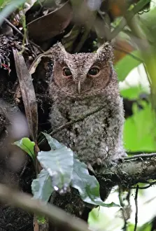 Rajah Scops-owl (Otus brookii solokensis) juvenile, perched on branch, Kerinci Seblat N. P