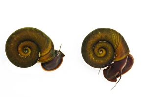 Pond Prints: Ram s-horn Snail (Planorbis planorbis) two adults, Wat Tyler Country Park, Essex, England