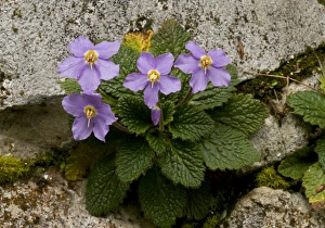 Limestone Prints: Ramonda (Ramonda pyrenaica) flowering