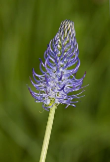 Rumania Prints: Rampion (Phyteuma tetramera) flowering, Romania, June