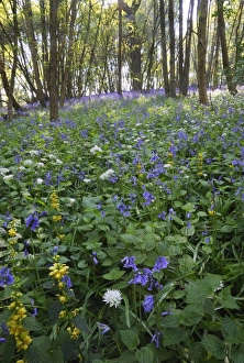 Yellow Prints: Ramsons (Allium ursinum), Yellow Archangel (Lamiastrum galeobdolon) and Bluebell (Endymion non-scriptus) flowering