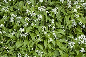 Ramsons (Allium ursinum) flowering, growing in damp woodland, Cumbria, England, May