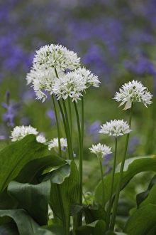 Ramson Prints: Ramsons (Allium ursinum) flowering