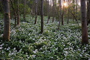Ramsons (Allium ursinum) flowering, mass growing in deciduous woodland habitat at sunset, Freston Wood, Suffolk