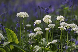 Ramsons (Allium ursinum) flowering, with Bluebells (Endymion non-scriptus) in background, in deciduous woodland