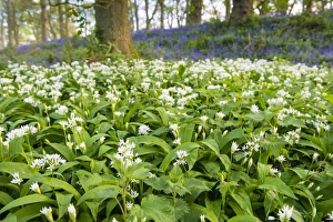 Ramsons (Allium ursinum) flowering mass, growing in Bluebell (Endymion non-scriptus) ancient woodland habitat, Norfolk