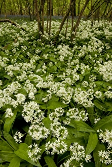 Ramson Prints: Ramsons (Allium ursinum) flowering mass
