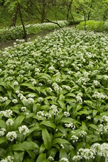 Ramsons (Allium ursinum) flowering mass, growing beside river in woodland habitat, Derbyshire, England, May