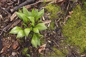 Floor Prints: Ramsons (Allium ursinum) growing amongst leaf litter on coppice woodland floor