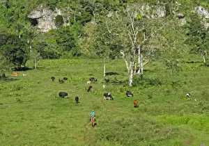 Destruction Prints: Rancher on horseback with cattle herd grazing lush depression in karst landscape