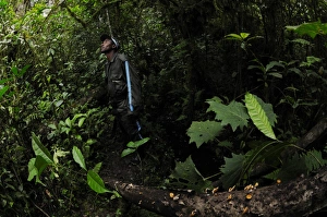 Dense Prints: Ranger patrolling in montane rainforest habitat, Nyungwe Forest N. P. Rwanda, october