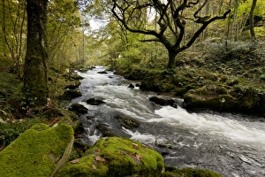 Flowing Prints: Rapids on river flowing through woodland habitat