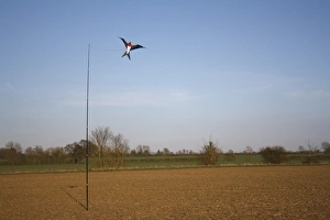 Pests Prints: Raptor model birdscarer on pole, in arable field, Bacton, Suffolk, England, march