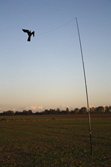Agriculture Prints: Raptor model birdscarer on pole