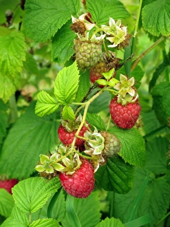 Agriculture Prints: Raspberry fruit ripe and ripening on the bush