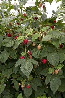 raspberry plant named Driscoll Cardinal. The new cultivar is distinguished from other raspberry cultivars by its firm