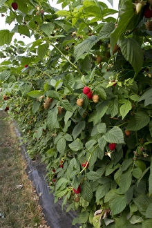 Raspberry plant named Driscoll Cardinal. The new cultivar is distinguished from other raspberry cultivars by its firm