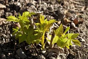 Varieties Prints: Raspberry (Rubus idaeus) Autumn Bliss autumn-fruiting variety
