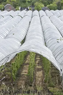 Protects Prints: Raspberry (Rubus idaeus) crop, growing in plastic tunnels