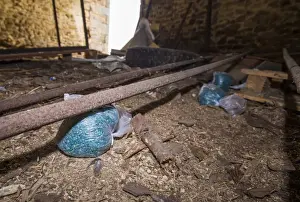 Rodent Prints: Rat poison irresponsibly placed without cover providing danger to children and animals in farm building