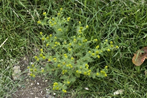 Agriculture Prints: Rayless mayweed or pineapple weed