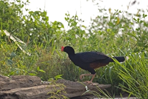 Razor-billed Curassow (Mitu tuberosum) adult, standing on log in rainforest, Peruvian Amazon Basin, Peru