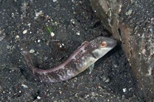 Muck Prints: Razor Wrasse (Cymolutes torquatus) juvenile