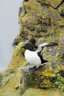 Razorbill (Alca torda) adult, breeding plumage, with wings raised, standing on cliff ledge, Latrabjarg, Iceland, June