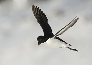 Razorbill (Alca torda) adult, breeding plumage, in flight over snow, Hornoi Island, Norway, March